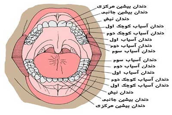 کانال ریشه دندان