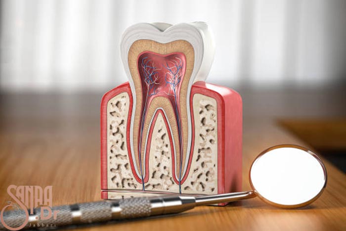 ماکتی از دندان که ریشه های دندان را نشان می دهد و یک ایینه دندانپزشکی هم هست.